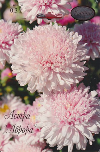 Астра Аврора/1шт