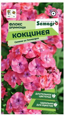 Флокс Друммонда Кокцинея 