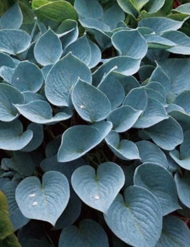 Хоста Халцион /1шт