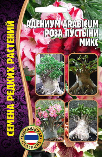 Адениум Роза Пустыни Микс (arabicum)
