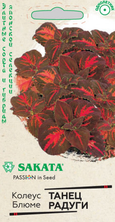 Колеус Танец радуги  Саката Эксклюзив 