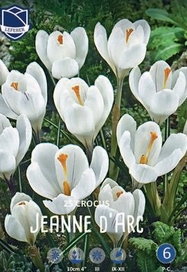 Крокус vernus "Jeanne d'Arc" (1х25шт)