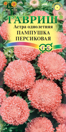 Астра Пампушка персиковая помпонная