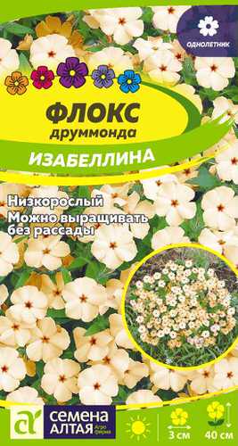 Флокс Изабеллина Друммонда 