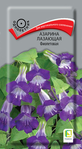 Азарина лазающая Фиолетовая