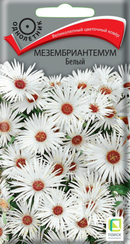 Мезембриантемум Белый