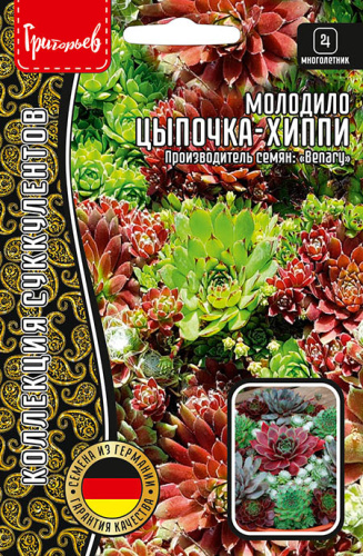 Молодило Цыпочка - Хиппи