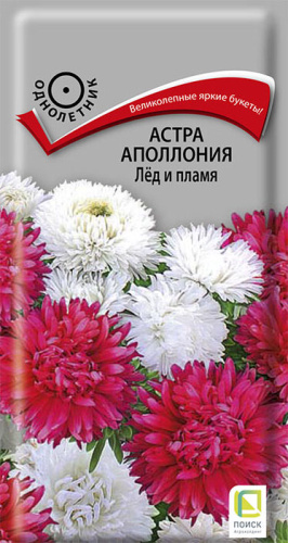 Астра Аполлония Лед и пламя