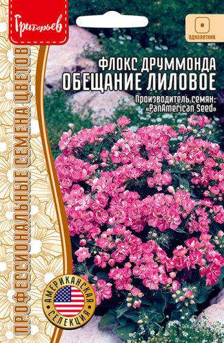 Флокс Обещание Лиловое махровый