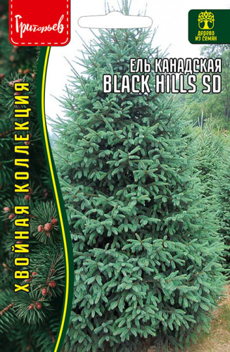 Ель Black Hills SD канадская