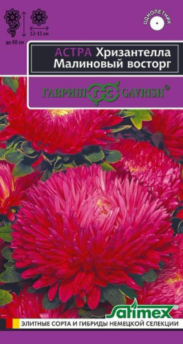 Астра Хризантелла Малиновый восторг 