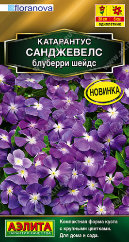 Катарантус Санджевелс блуберри шейдс