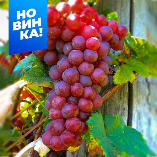 Виноград Калина