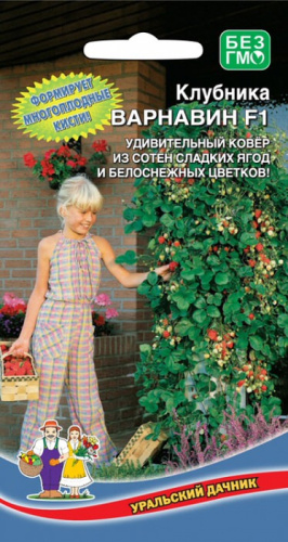 Клубника ампельная Варнавин F1