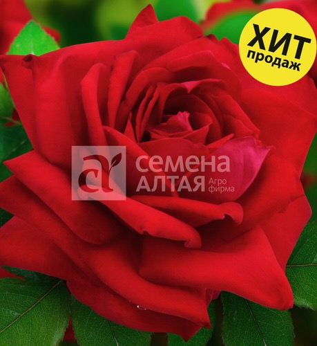 Роза Дюссельдорф