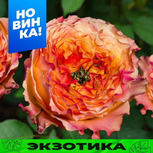 Роза Кабана