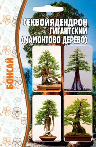 Секвойядендрон Гигантский