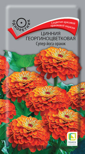 Цинния Супер йога оранж георгиноцветковая 