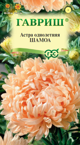 Астра Шамоа кремовая