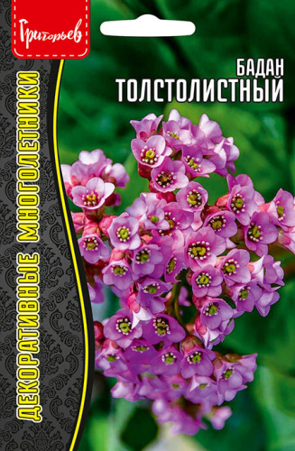 Бадан Толстолистный