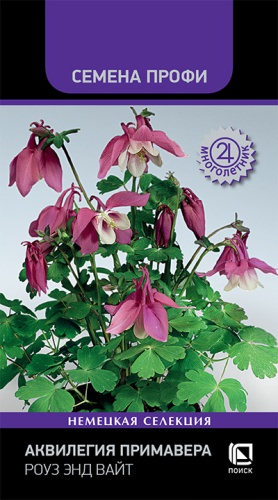 Аквилегия Примавера Роуз энд вайт