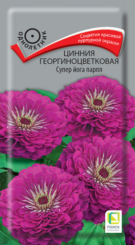 Цинния Супер йога парпл георгиноцветковая 