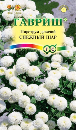 Пиретрум Снежный Шар 