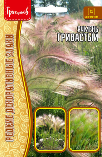 Ячмень гривастый (Hordeum jubatum)