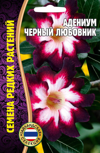 Адениум Чёрный Любовник