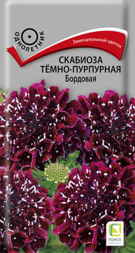 Скабиоза Бордовая темно-пурпурная