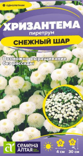 Хризантема Снежный шар пиретрум