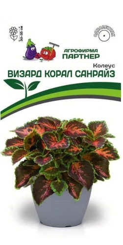 Колеус Визард Корал Санрайз
