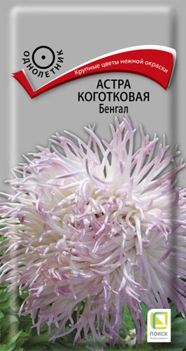Астра Бенгал коготковая