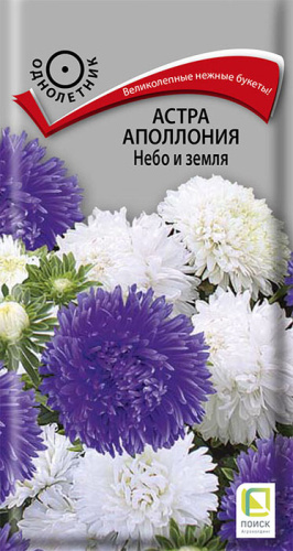 Астра Аполлония Небо и земля