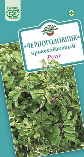 Кровохлебка лекарств Резус 