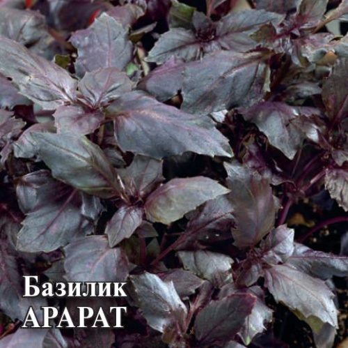 Базилик Арарат 10г Проф