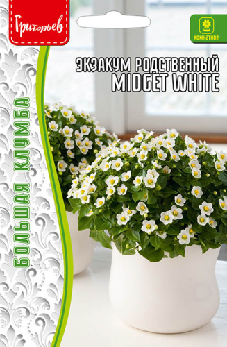 Экзакум Миджет Белый ( Midget White) родственный