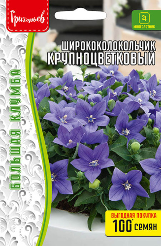 Ширококолокольчик Крупноцветковый 