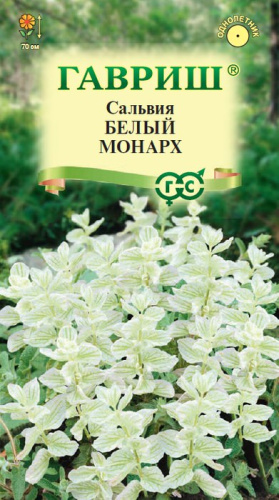 Сальвия Белый монарх хорминум 