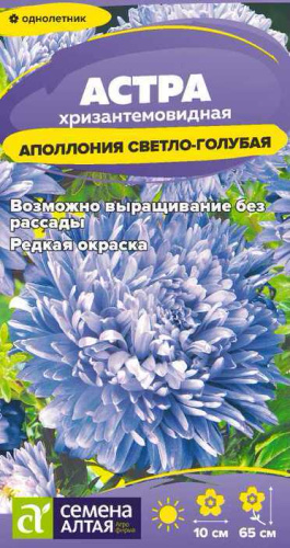 Астра Аполлония Светло-голубая 