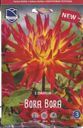 Георгина кактусовая Bora Bora (1х1шт)