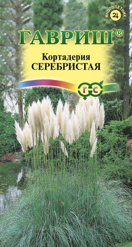 Кортадерия Серебристая (Пампасная трава) 