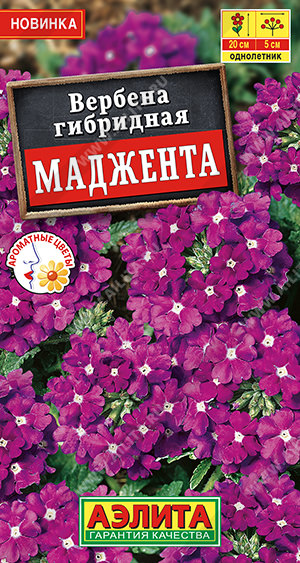 Вербена Маджента 
