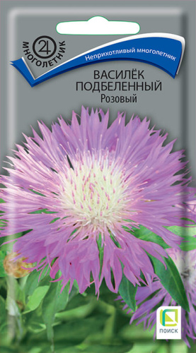 Василёк подбеленный Розовый