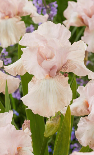 Ирис germanica Cherished (1х1шт)