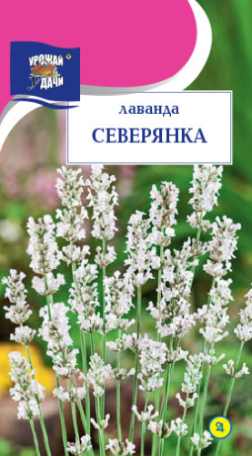 Лаванда СЕВЕРЯНКА