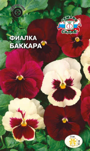 Фиалка Баккара