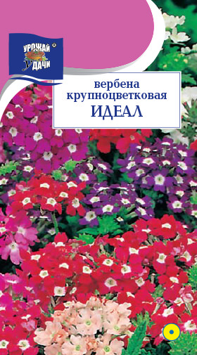 Вербена Идеал 