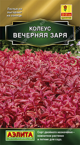 Колеус блюме Вечерняя заря
