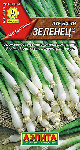 Лук Зеленец, батун